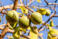 Bael Fruit Tree Seeds (Aegle marmelos) - Bengal Quince, Sacred Stone Apple, 10 Seeds