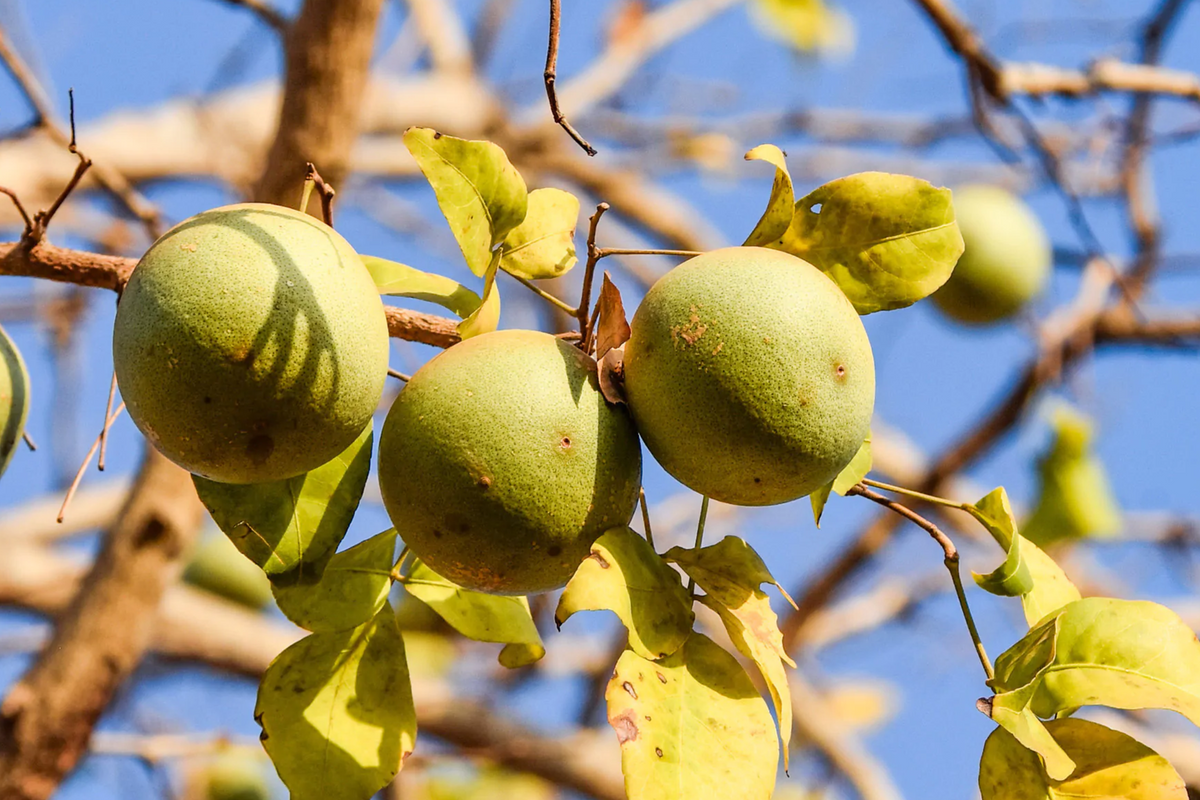 Bael Fruit Tree Seeds (Aegle marmelos) - Bengal Quince, Sacred Stone Apple, 10 Seeds