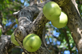Totumo Crescentia Cujete (Calabash) Tropical Live Starter Tree - 8"-12"