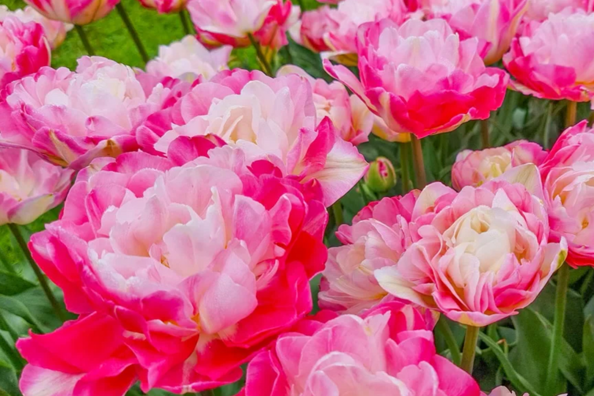 Double Peony Tulip Mix - 6 Pink Angelique & Blue Diamond Bulbs (Peony-Like Blooms) – Beds, Borders, Containers