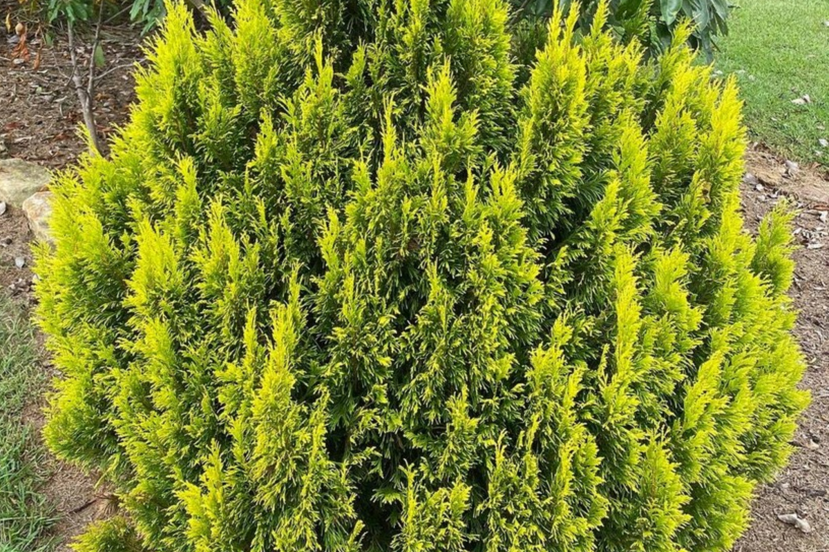 Golden Thuja Arborvitae Seedling - 8-14" in Quart Pot | Golden Arborvitae for Privacy Hedge (Zones 4-7)