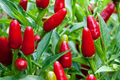 Hot Chile Pequin Pepper Seeds - Heirloom, Compact Plant for Salsas & Cooking