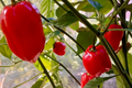 Habanero Caribbean Red Hot Pepper Seeds - 250mg, Heirloom, Extra Spicy, Compact Plant for Salsas & Sauces