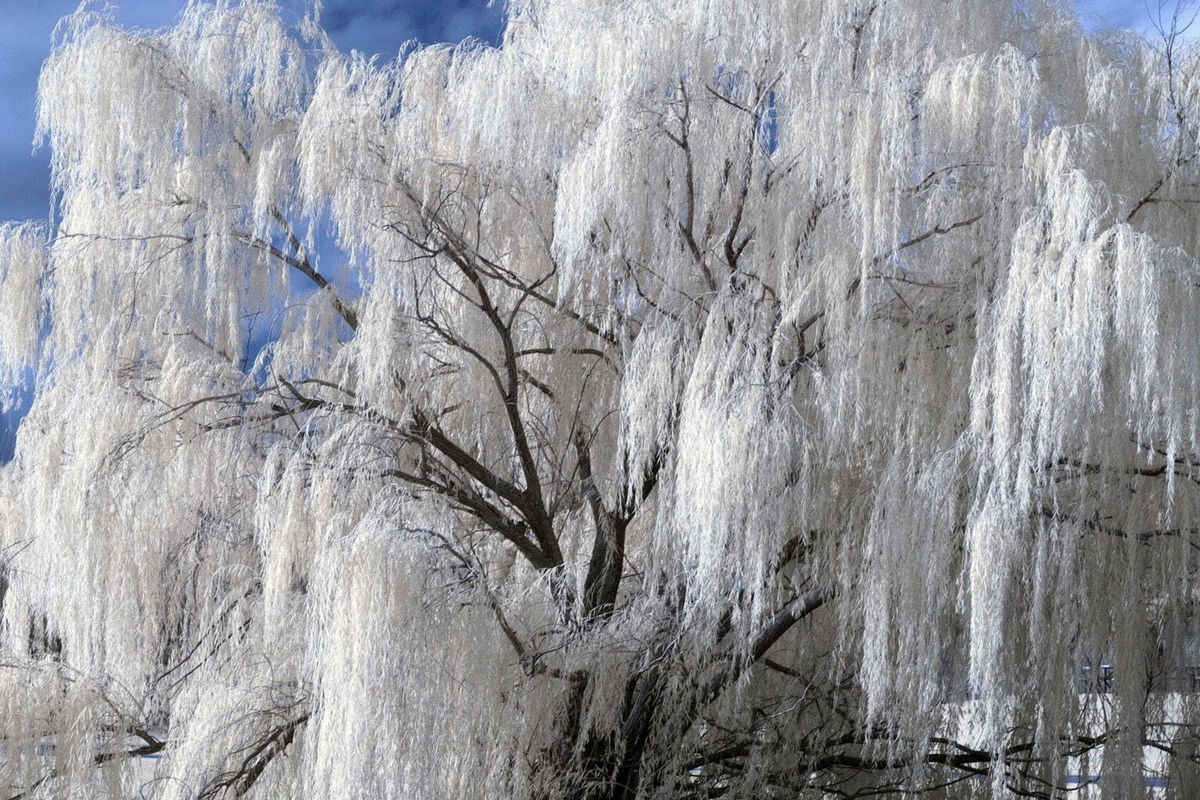 White Willow Tree Cutting (Salix alba) - Unrooted Cutting, Fast-Growing, Hardy Zones 3-10