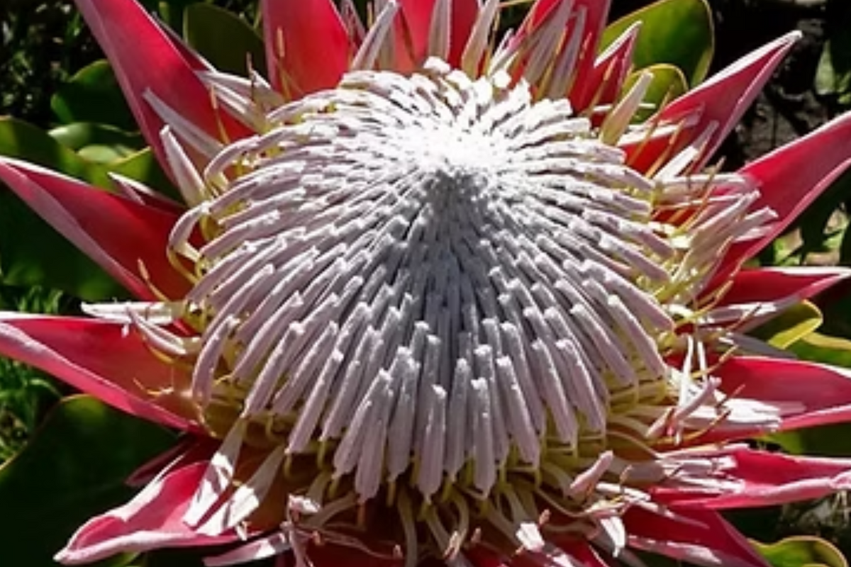 King Protea Seeds (Protea cynaroides) - 5 Seeds, Giant 12" Blooms, Exotic Drought-Tolerant