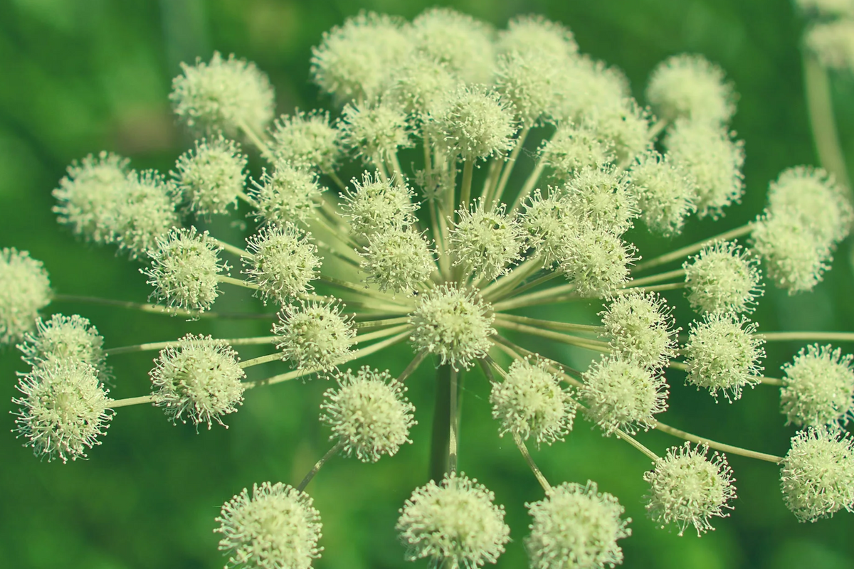Anise Herb Seeds (250mg) Pimpinella anisum | Heirloom, Non-GMO, Aromatic Culinary Seed Pack