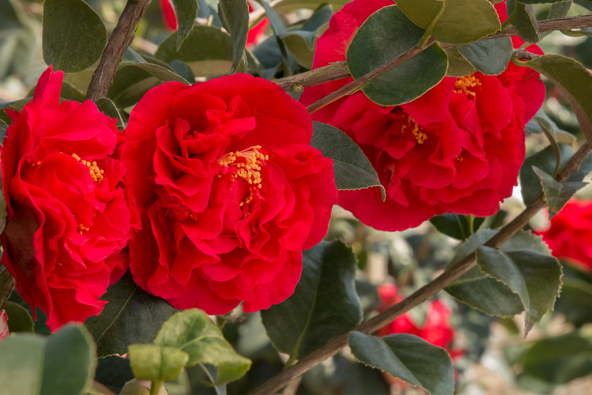 Fashionata Variegated Camellia Japonica Starter Plant | Well-Rooted in Pot (Zones 7-10)