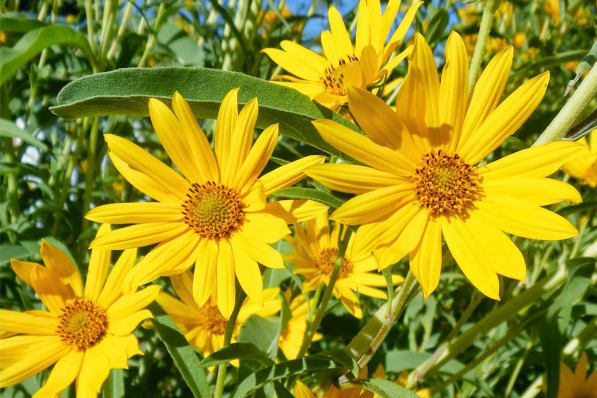 Maximilian Sunflower Seeds (Helianthus maximiliani) - 1,000 Non-GMO, Perennial