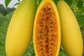 Banana Passionfruit Seeds (Passiflora mollissima) – 10 Seeds