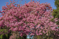 Pink Trumpet Tree Tabebuia heterophylla 8-12" Starter Plant - Fast-Growing Tropical Shade Tree