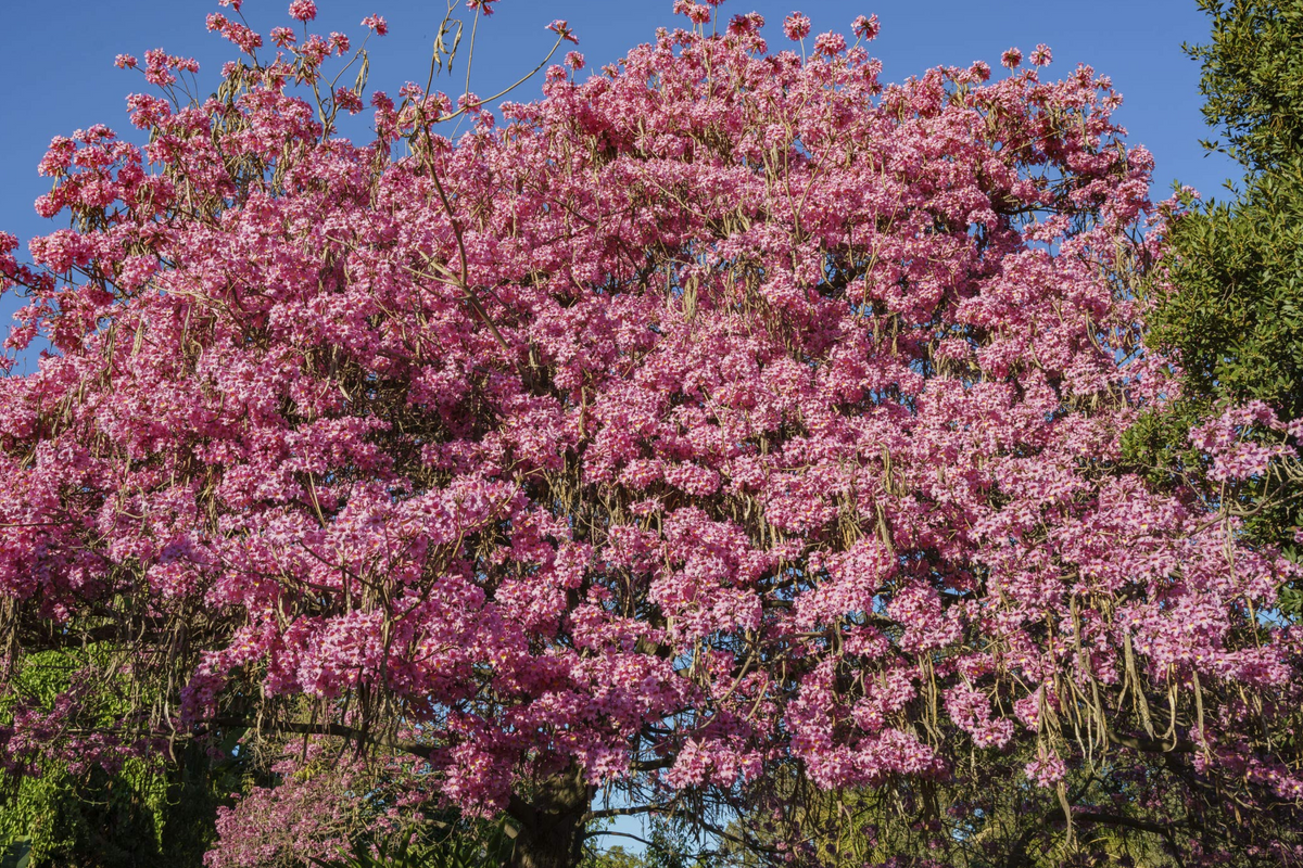 Pink Trumpet Tree Tabebuia heterophylla 8-12" Starter Plant - Fast-Growing Tropical Shade Tree