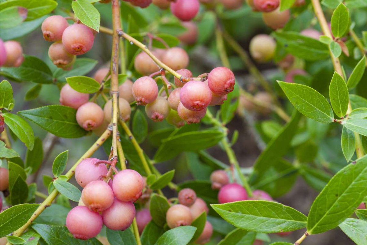 Pink Lemonade Blueberry Bush Seedling | Pink Berries, Easy to Grow Starter Plant