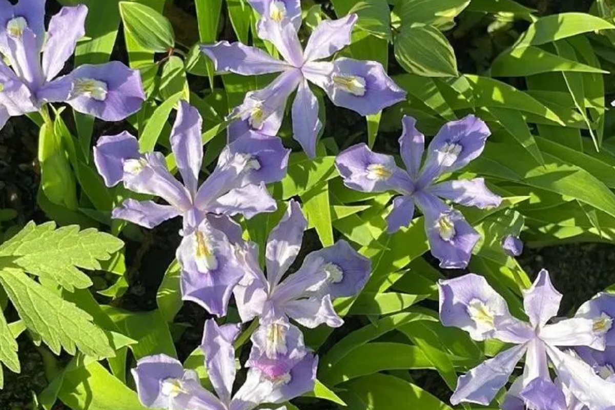 Crested Dwarf Iris (Iris cristata) Bare Root Plants - 5 Starter Shade Perennial