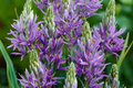 Camassia quamash Bulbs - 5 Live Bulbs, Lavender-Blue Blooms, Deer-Resistant, Zones 4-8