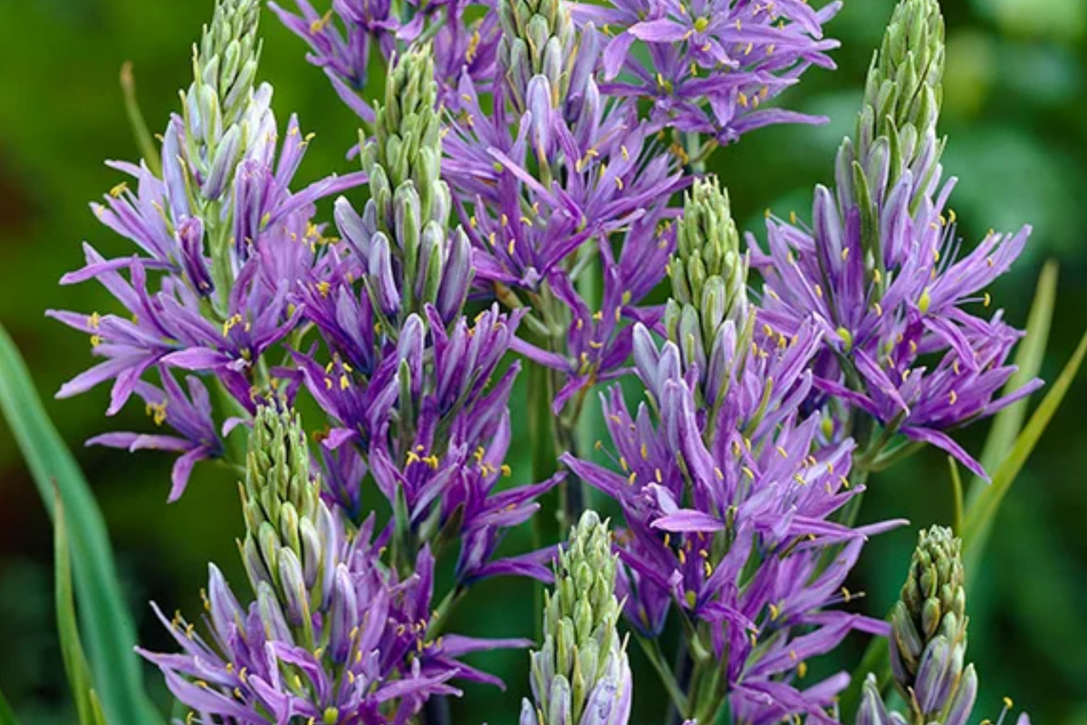 Camassia quamash Bulbs - 5 Live Bulbs, Lavender-Blue Blooms, Deer-Resistant, Zones 4-8