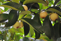 Wild Mangosteen Seedling - Sandoricum koetjape (Santol) 1-2 ft Starter Plant