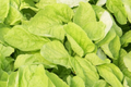Edible Amaranth White (Light Green) Seeds - 500 Seeds for Fast-Growing, Heat & Drought Tolerant Leafy Callaloo