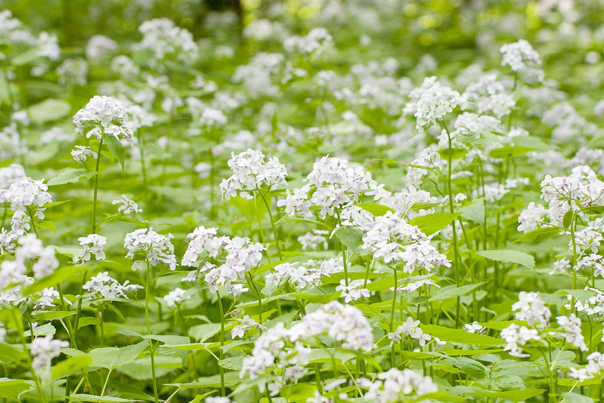 Money Plant Seeds Lunaria Biennis - 50+ Seeds, Biennial Flower