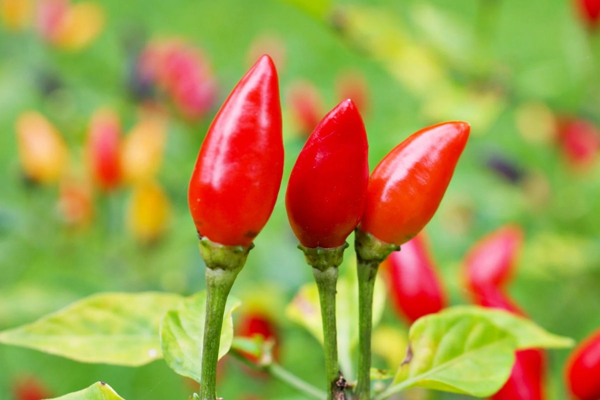 Pequin Chili Pepper Seeds - 50+ Capsicum annuum | 24" Plant, Non-GMO
