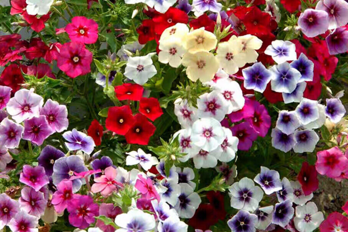 Twinkle Mix Phlox Seeds - 50+ Seeds, 10" Tall Annual, Phlox drummondii