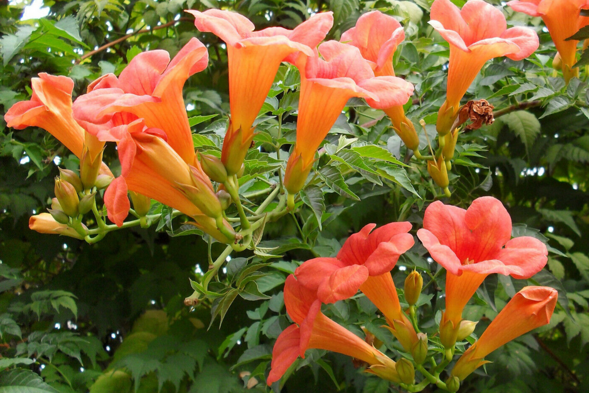 Trumpet Creeper Vine Seeds (Campsis radicans) - 100+ Seeds for Perennial Climbing Vine