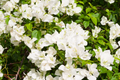 White Bougainvillea Starter Plant - 5-7 Inches | Bougainvillea glabra