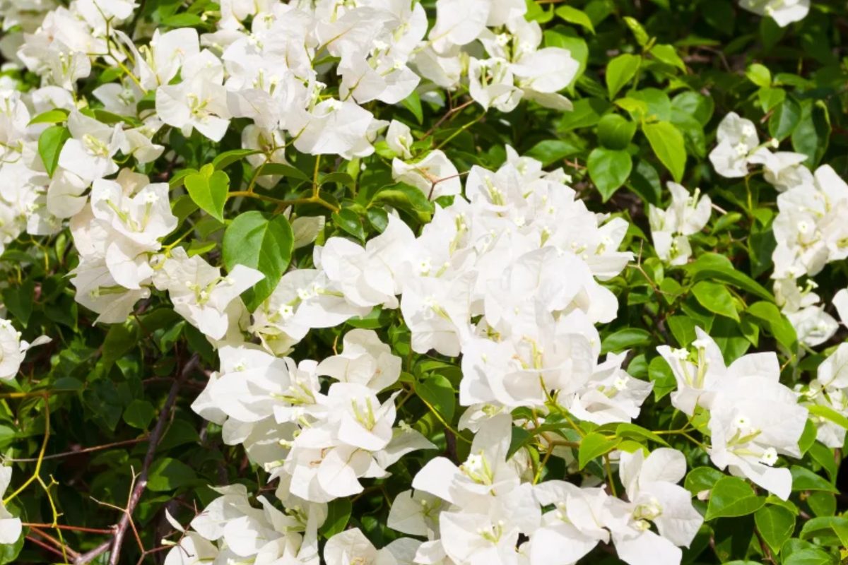 White Bougainvillea Starter Plant - 5-7 Inches | Bougainvillea glabra