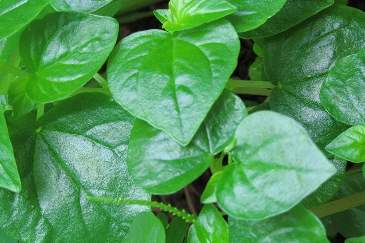 Peperomia Pellucida Seeds (200+), Rau Cang Cua Krasang Teap - 6" Plant, USA Seller
