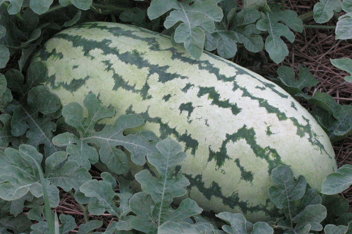 Giant Jubilee Watermelon Seeds - Heirloom Non-GMO, 5 Seeds per Pack