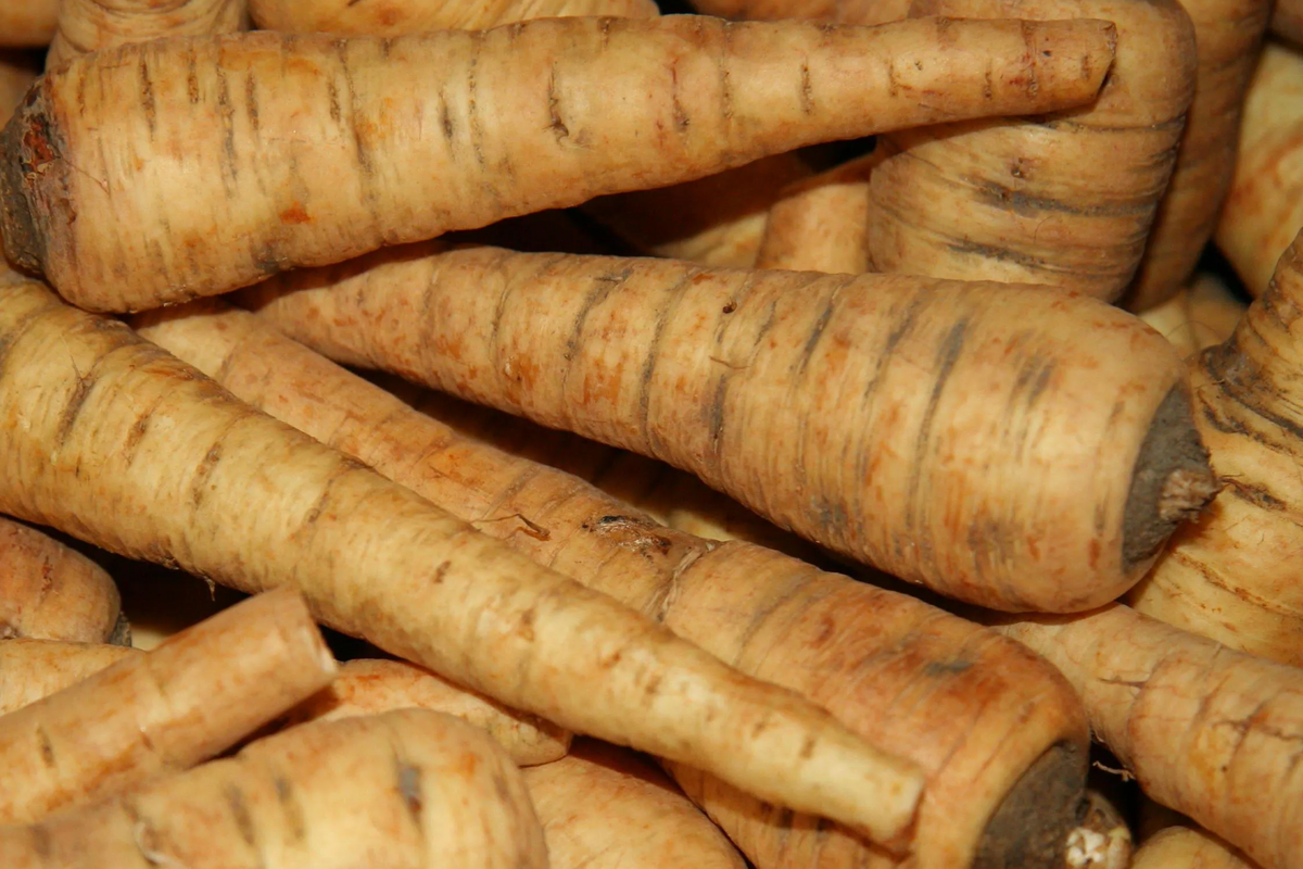 All American Parsnip Seeds - Heirloom, Non-GMO, Sweet Nutty Flavour, 10-12" Roots