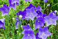 Balloon Flower Seeds (Platycodon grandiflorus) - 1,000 Non-GMO Perennial Seeds