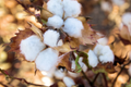 Brown Cotton Seeds - Heirloom Gossypium (50 Seeds) Non-GMO, USA Seller