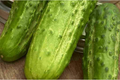 Boston Pickling Cucumber Seeds - Heirloom, Non-GMO, 75 Seeds