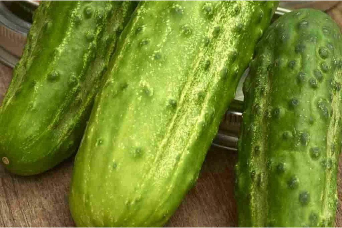 Boston Pickling Cucumber Seeds - Heirloom, Non-GMO, 75 Seeds