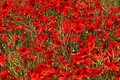 3000 Red Corn Poppy Seeds Papaver rhoeas - Bright Red Flowers, Self-Sowing Annual