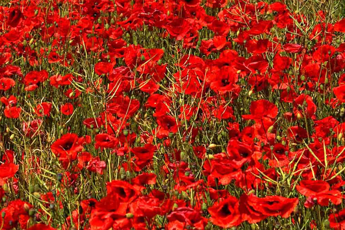 3000 Red Corn Poppy Seeds Papaver rhoeas - Bright Red Flowers, Self-Sowing Annual