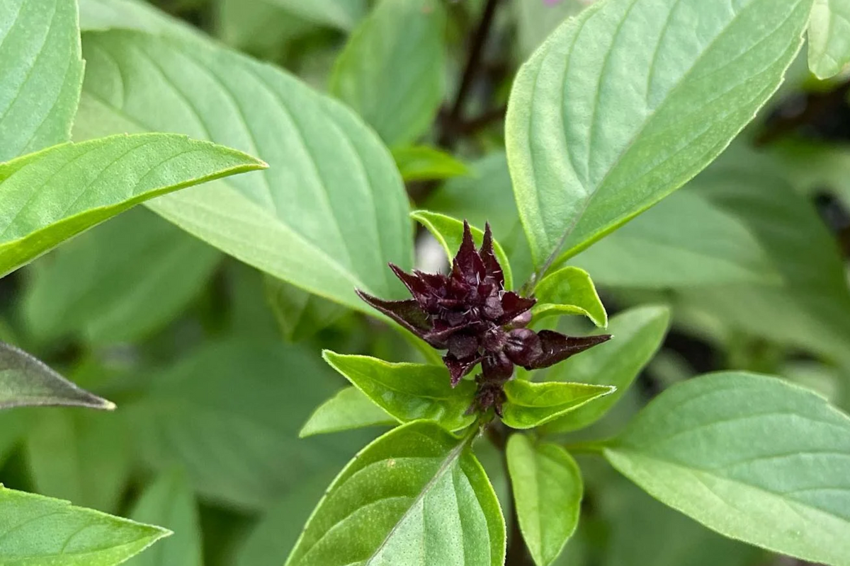 1000 Cinnamon Basil Seeds - Ocimum basilicum, Non-GMO, Aromatic & Flavorful