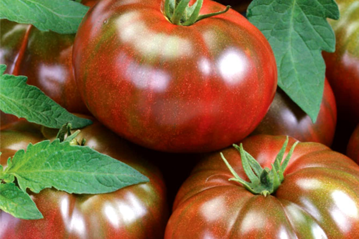 100 Black Krim Tomato Seeds - Non-GMO Heirloom, Indeterminate