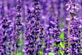 700 True Lavender Seeds Lavandula angustifolia – Non-GMO, Fragrant