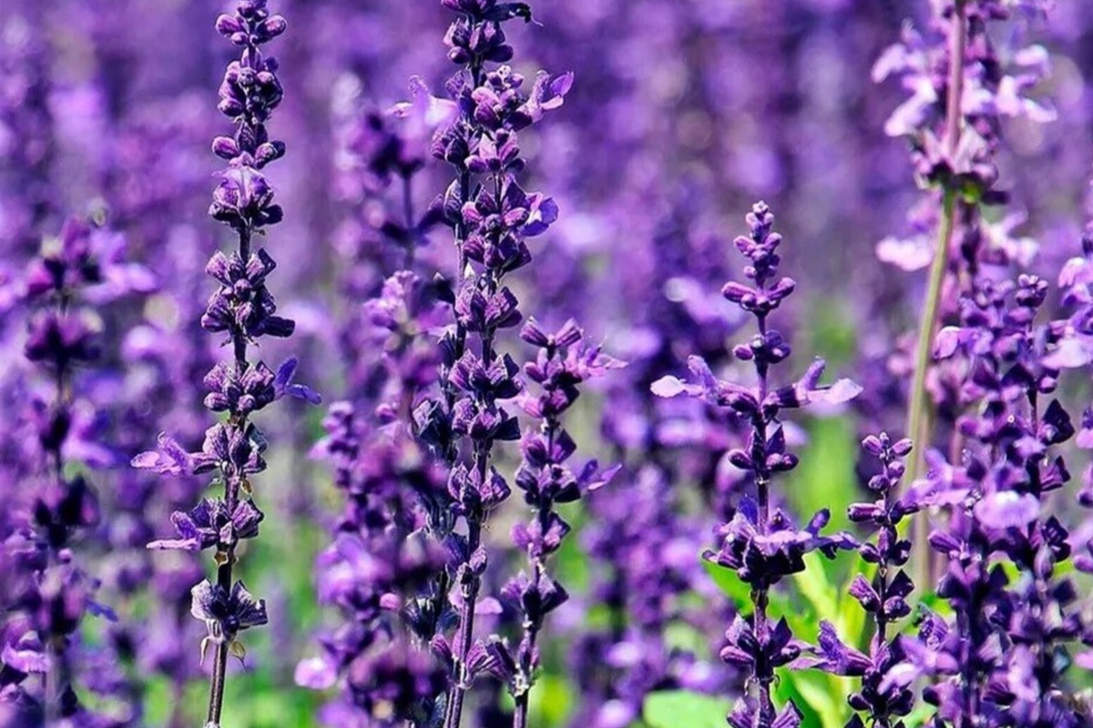 700 True Lavender Seeds Lavandula angustifolia – Non-GMO, Fragrant