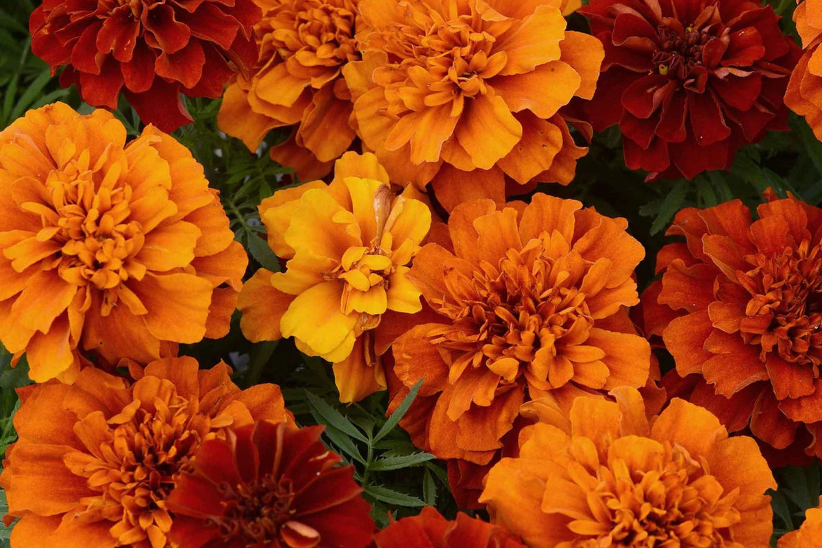 French Fireball Marigold Seeds - Bi-Color Red & Gold, 25+ Seeds, Easy to Grow