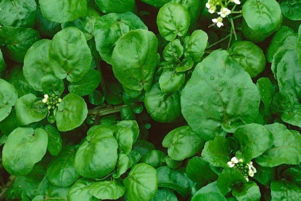 4000 Upland Cress Seeds - Early Cress, Creasy Greens - Heirloom, Non-GMO