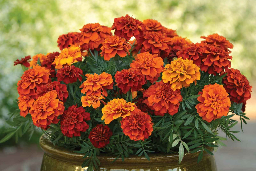 French Fireball Marigold Seeds - Bi-Color Red & Gold, 25+ Seeds, Easy to Grow