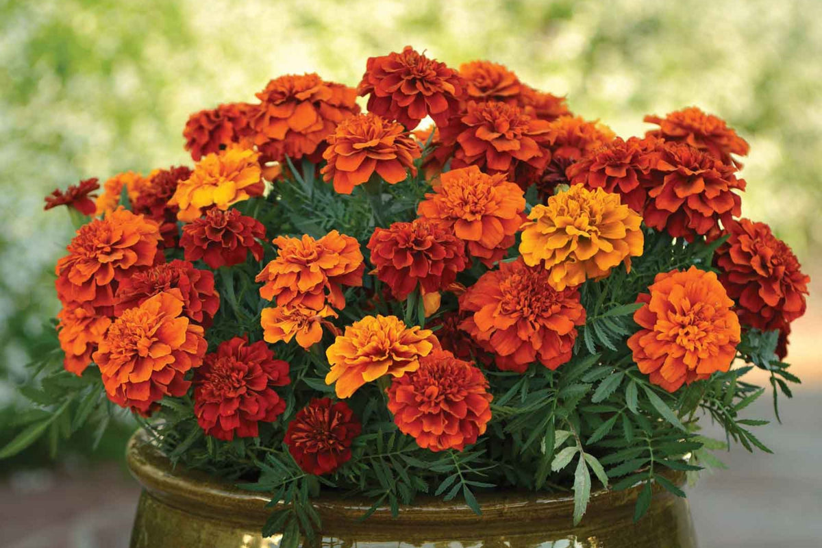 French Fireball Marigold Seeds - Bi-Color Red & Gold, 25+ Seeds, Easy to Grow