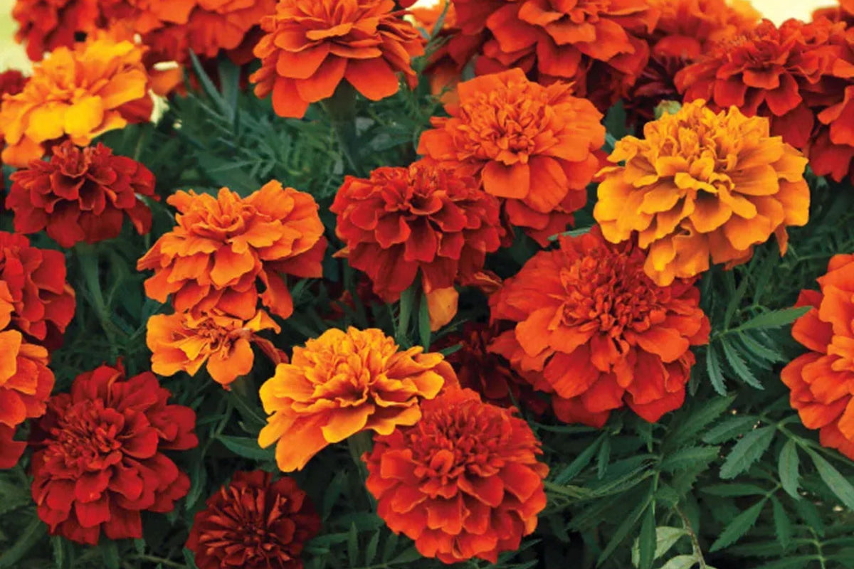 French Fireball Marigold Seeds - Bi-Color Red & Gold, 25+ Seeds, Easy to Grow