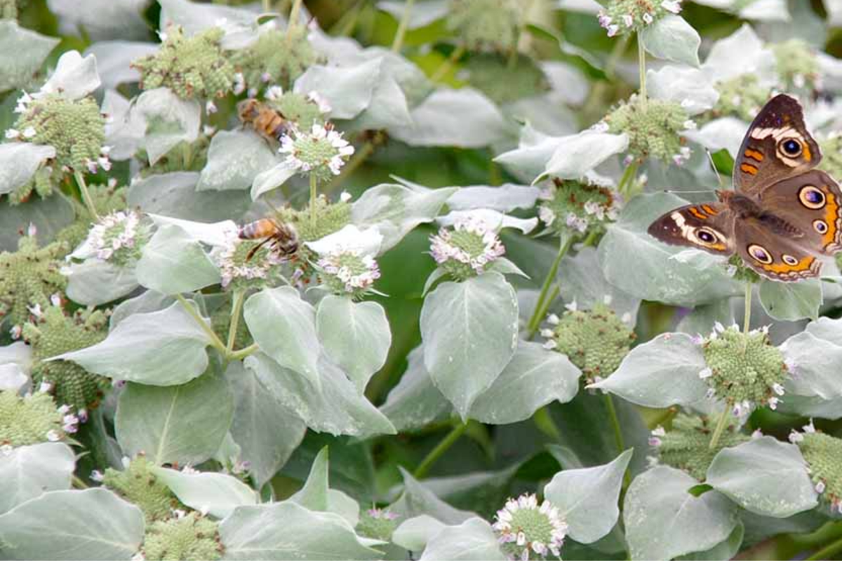 650 Mountain Mint Seeds - Pycnanthemum pilosum | Fragrant Tea Herb, Pollinator Plant