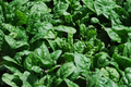 500 Giant Noble Spinach Seeds - Non-GMO Heirloom, Fast-Growing, Cool-Season