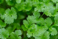 500 Fresh Cilantro (Coriander) Seeds - Non-GMO, Heirloom, Easy to Grow