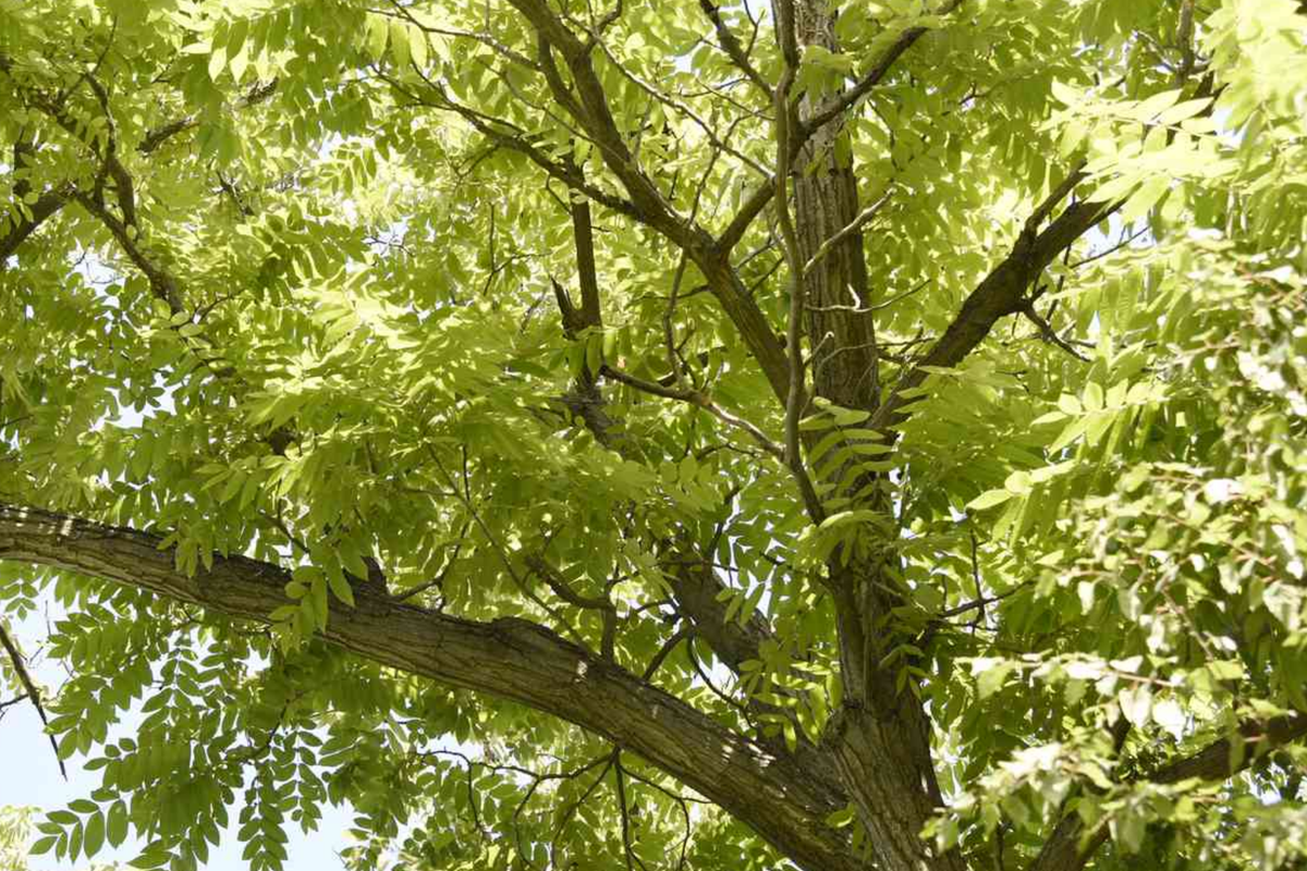 Butternut (White Walnut) Tree Seedlings - Juglans cinerea, 2 Live Starter Plants, Zone 3-7