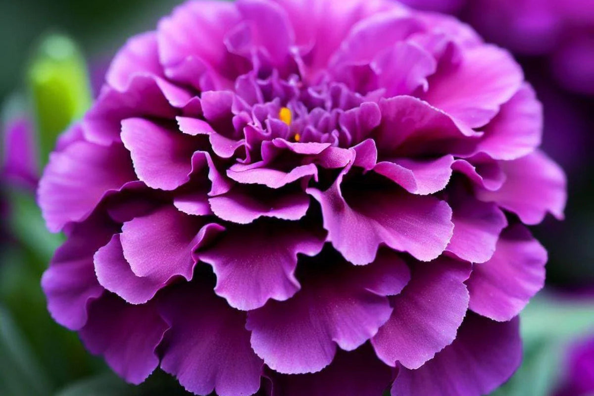 Purple India Marigold Seeds - 25+ Rare Seeds - Heat-Tolerant Annual - Pest Repellent